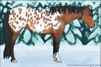 Horse Color:Bay Appaloosa 