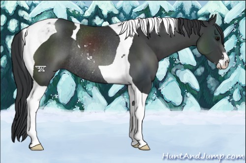 Horse Color:Black Sabino Tobiano Rabicano 