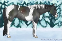 Horse Color:Black Sabino Tobiano Rabicano 