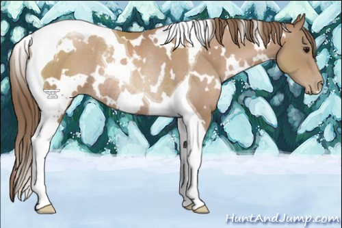 Horse Color:White Spotted Black Pearl Tobiano Rabicano