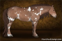 Horse Color:White Spotted Liver Chestnut 