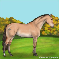 Horse Color:Bay Dun 