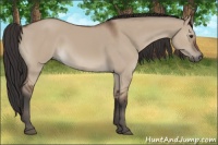 Horse Color:Bay Dun 