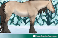 Horse Color:Bay Dun 