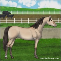 Horse Color:Bay Dun