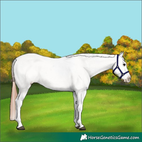 Horse Color:Bay Dun Appaloosa 