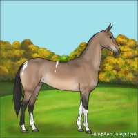 Horse Color:Bay Dun Tobiano 