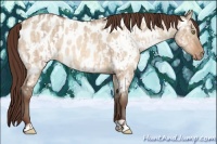 Horse Color:Sable Champagne Dun Appaloosa  and Sable Champagne Dun Appaloosa 