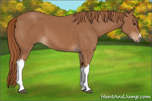 Horse Color:Chestnut 