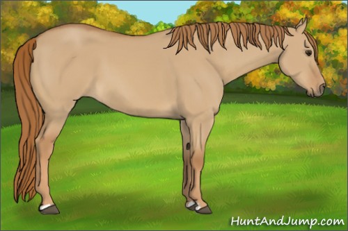 Horse Color:Red Dun 