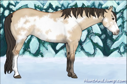 Horse Color:Bay Dun Frame 