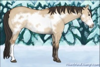 Horse Color:Bay Dun Frame