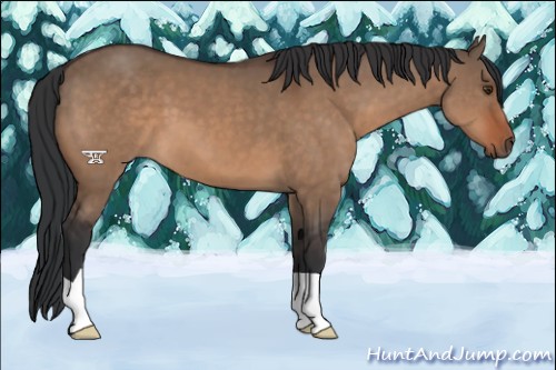 Horse Color:Brown Dun 