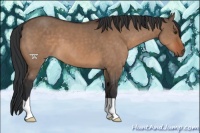 Horse Color:Brown Dun 