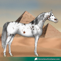 Horse Color:White Spotted Brown Sabino 