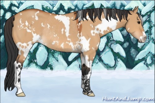 Horse Color:White Spotted Bay Dun Sabino Rabicano 