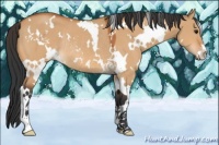 Horse Color:White Spotted Bay Dun Sabino Rabicano