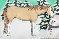 Horse Color:Red Dun Splash 