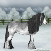 Horse Color:White Spotted Blue Roan 