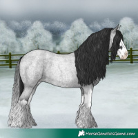 Horse Color:Blue Roan Splash