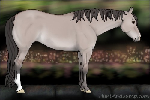 Horse Color:Platinum Bay Dun
