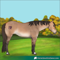 Horse Color:Bay Dun