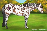 Horse Color:Bay Appaloosa