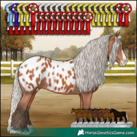 Horse Color:Silver Bay Sabino Splash Appaloosa Rabicano 