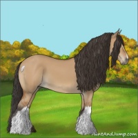 Horse Color:Bay Dun 