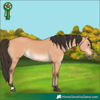 Horse Color:Bay Dun