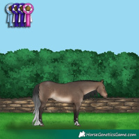 Horse Color:Bay Dun 