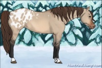 Horse Color:Bay Dun Appaloosa 