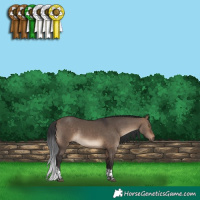 Horse Color:Bay Dun Tobiano 