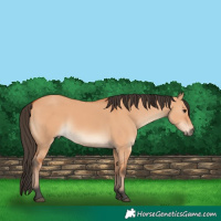 Horse Color:Bay Dun 