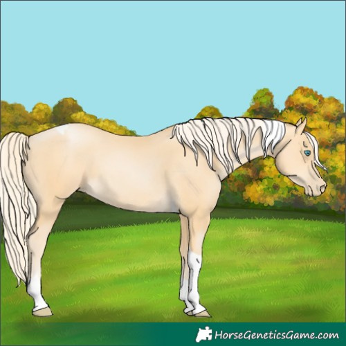 Horse Color:Palomino Pearl Tobiano 