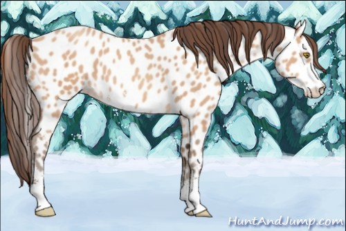 Horse Color:Amber Champagne Sabino Near Leopard