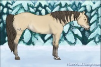 Horse Color:Buckskin Dun 