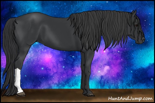Horse Color:Black 