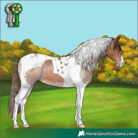 Horse Color:Brown Pearl Tobiano 