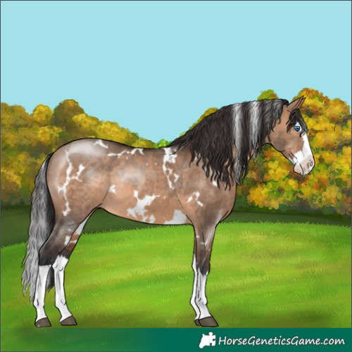 Horse Color:White Spotted Brown Dun Splash Rabicano