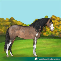Horse Color:Brown Dun Sabino 