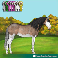 Horse Color:Bay Dun Sabino Splash Rabicano 