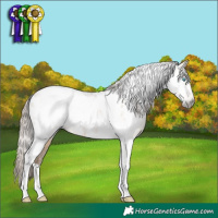 Horse Color:Gray Buckskin Pearl Dun Tobiano Appaloosa 