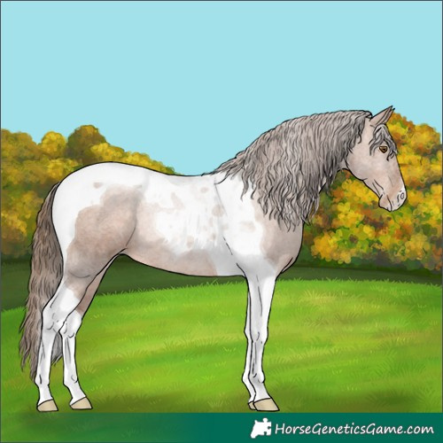 Horse Color:Brown Pearl Tobiano Rabicano 