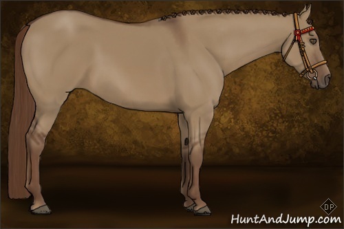 Horse Color:Liver Red Dun Sabino 