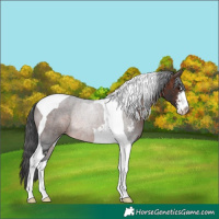 Horse Color:Brown Sabino Tobiano Rabicano 