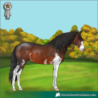 Horse Color:Brown Sabino