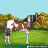 Horse Color:White Spotted Brown Tobiano Rabicano 