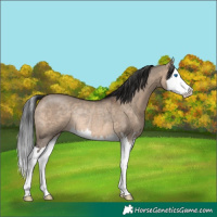 Horse Color:Brown Dun Sabino Splash Rabicano