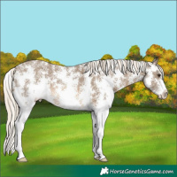 Horse Color:Chocolate Palomino Sabino